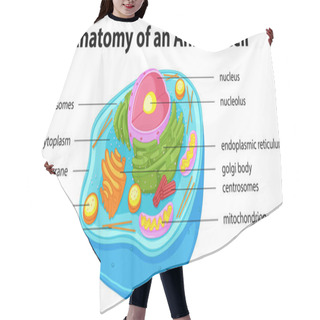 Personality  Diagram Showing Anatomy Of Animal Cell Hair Cutting Cape
