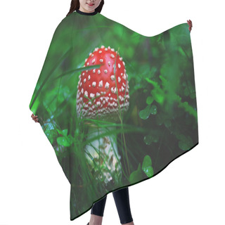 Personality  Toadstool In The Dark Forest Hair Cutting Cape
