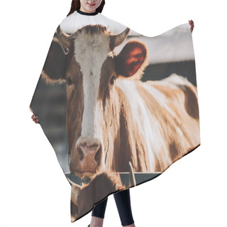 Personality  Portrait Of Brown Domestic Cow Standing In Stall At Farm Hair Cutting Cape