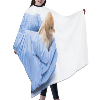 Personality  Cropped View Of Veterinarian With Chick On White Background, Banner Hair Cutting Cape