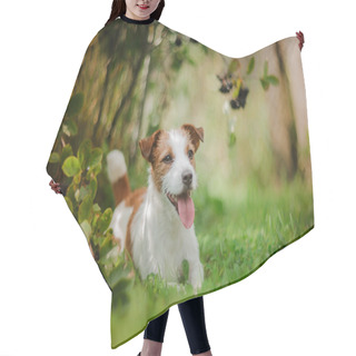 Personality  Portrait Of A Dog. Jack Russell Terrier Hair Cutting Cape
