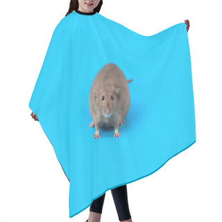 Personality  Portrait Of A Domestic Rat On Blue Background Hair Cutting Cape