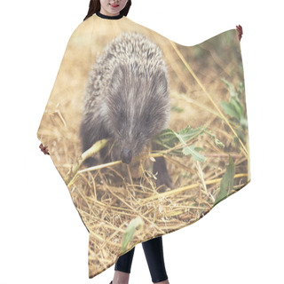 Personality  Small Cute Hedgehog Walking On A Meadow In The Summer Grass Closeup Hair Cutting Cape