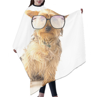 Personality  Yorkshire With Glasses Hair Cutting Cape