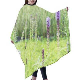 Personality  Selective Focus Of Blossoming Purple Lupines In Summertime  Hair Cutting Cape