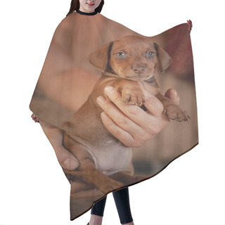 Personality  Puppy Dachshund Of Brown Color Holds On The Hands Of A Man On The Background Of A Wooden Wall Hair Cutting Cape