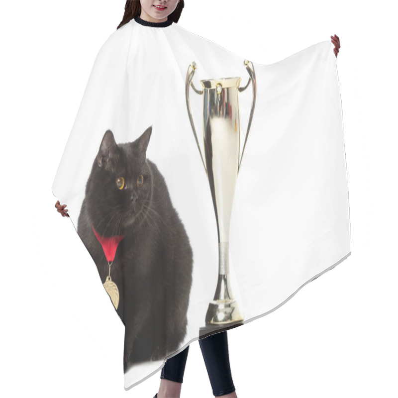 Personality  black british shorthair cat with winner medal sitting near golden trophy cup isolated on white background  hair cutting cape