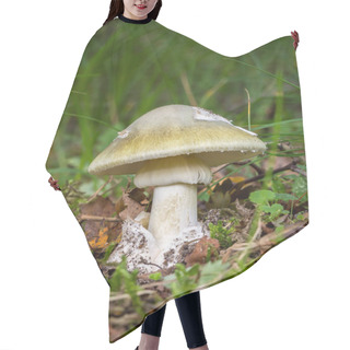 Personality   Death Cap On Blurred Background. Called Amanita Phalloides  Hair Cutting Cape