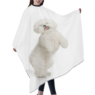 Personality  A Dog Of Bichon Frize Breed Isolated On White Color Hair Cutting Cape