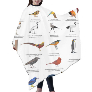 Personality  Collection Of Different Species Of Birds. Colour Vector. Hair Cutting Cape