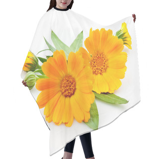 Personality  Calendula. Flowers With Leaves Isolated On White Hair Cutting Cape