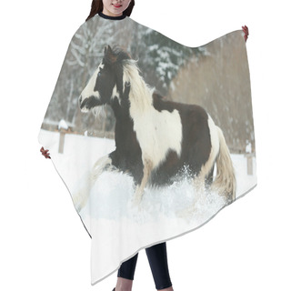 Personality  Amazing Young Irish Cob Running In Winte Hair Cutting Cape