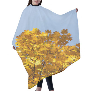 Personality  Close Up View Of Autumnal Tree With Golden Foliage On Blue Sky Background Hair Cutting Cape