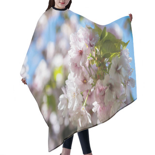 Personality  Selective Focus Of Flowers On Branches Of Cherry Blossom Tree  Hair Cutting Cape