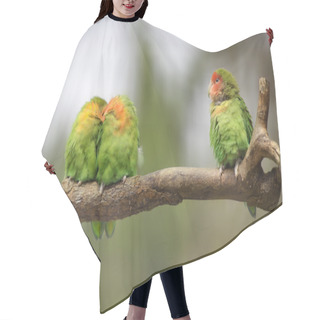 Personality  Three Lovebirds On A Branch Hair Cutting Cape