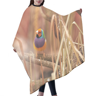 Personality  Gouldian Finch Hair Cutting Cape