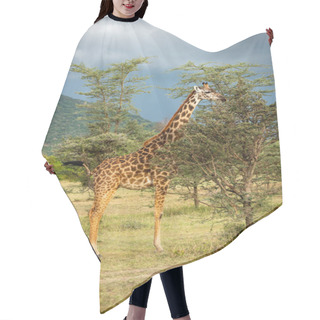 Personality  Masai Giraffe Stands Browsing Tree Under Clouds Hair Cutting Cape