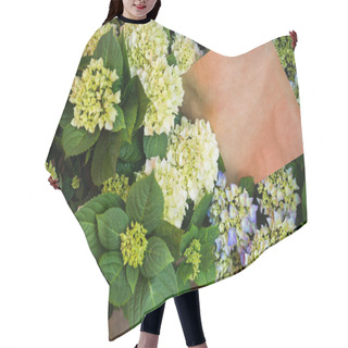 Personality  Close Up View Of Hortensia Flowers With Green Leaves  Hair Cutting Cape