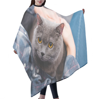 Personality  Cropped Shot Of Woman Sitting On Sofa With Beautiful British Shorthair Cat    Hair Cutting Cape