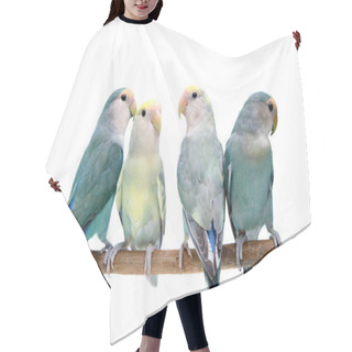 Personality  Four Peach-faced Lovebirds On White Hair Cutting Cape