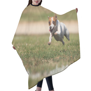 Personality  Energetic Jack Russell Terrier Dog Runs On The Grass Hair Cutting Cape