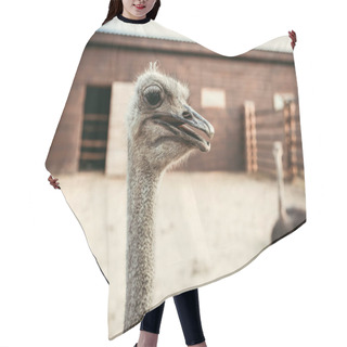 Personality  Closeup Shot Of Ostrich Muzzle On Blurred Background In Corral At Zoo Hair Cutting Cape