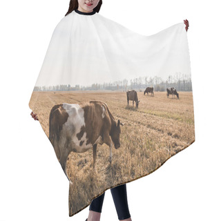 Personality  Herd Of Bulls And Cows Standing In Pasture Against Cloudy Sky  Hair Cutting Cape