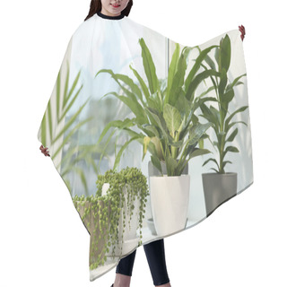 Personality  Many Different Potted Plants On Windowsill Indoors Hair Cutting Cape
