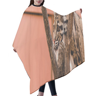 Personality  Panoramic Shot Of Leopard Standing Near Tree In Zoo   Hair Cutting Cape