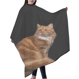 Personality  Red Siberian Cat On Black Background Hair Cutting Cape