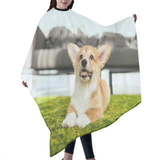 Personality  Selective Focus Of Welsh Corgi Pembroke Sitting On Green Lawn In Living Room At Home Hair Cutting Cape