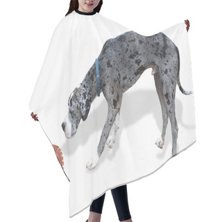 Personality  Great Dane And The Octopus. Hair Cutting Cape