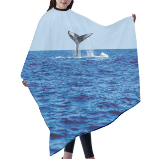 Personality  Humpback Whale Tail Slapping. Hair Cutting Cape