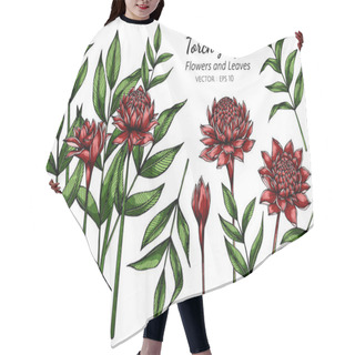 Personality  Set Of Red Torch Ginger Flower And Leaf Drawing Illustration With Line Art On White Backgrounds Hair Cutting Cape