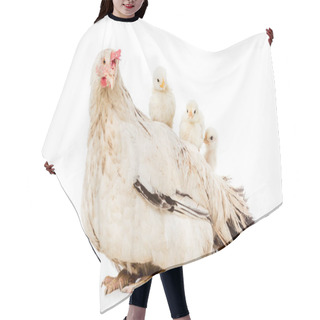 Personality  Cute Little Chickens Sitting On Hen Isolated On White  Hair Cutting Cape