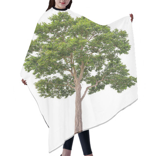 Personality  Isolated Of Big Almond Tree Or Thai 's Name Is Grabok On White Background With Clipping Path. Cutout Tree For Use As A Raw Material For Editing Work. Hair Cutting Cape