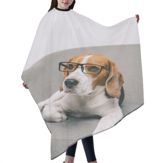 Personality  Cute Beagle Dog Lying In Glasses Isolated On Grey Background Hair Cutting Cape