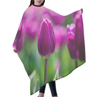 Personality  Selective Focus Of Beautiful Purple Colorful Tulips Hair Cutting Cape