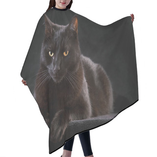 Personality  Black Cat Hair Cutting Cape