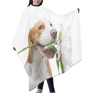 Personality  Beautiful Beagle Dog With Flower Hair Cutting Cape