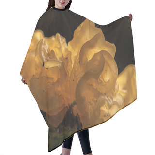 Personality  A Golden Yellow Tremella Is Surrounded By Green Moss Against A Dark Background. Hair Cutting Cape
