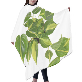Personality  Tropical 'Philodendron Hederaceum Scandens Brasil' Creeper House Plant With Yellow Stripes Isolated On White Background Hair Cutting Cape