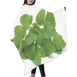 Personality  Fresh Lemon Balm Leaves Or Melissa Isolated Hair Cutting Cape