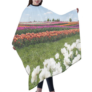 Personality  Selective Focus Of Colorful Tulips Field With Blue Sky And Clouds Hair Cutting Cape
