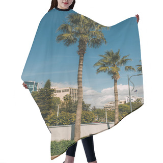 Personality  Sunshine On Green Palm Trees Near Buildings In City  Hair Cutting Cape