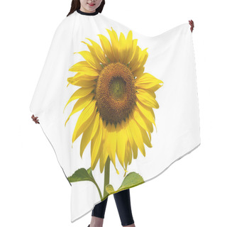 Personality  Sunflower Flower Isolated On White Background. (This Has Clipping Path)     Hair Cutting Cape