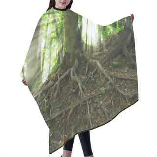 Personality  Big Tree Roots In A Green Forest Hair Cutting Cape