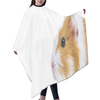 Personality  Cute Guinea Pig Close Up - Animal Portrait. Guinea Pig Studio Portrait Isolated On A White Background With Copy Space. Hair Cutting Cape