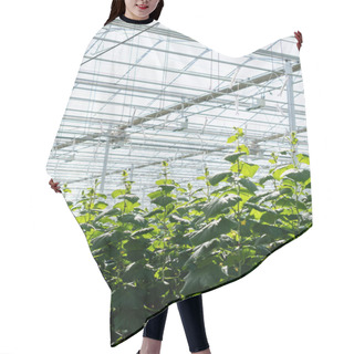 Personality  Greenhouse With Natural Light And Growing Cucumber Plants Hair Cutting Cape
