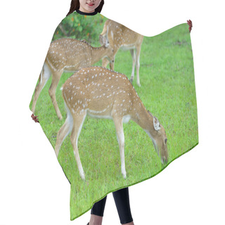 Personality  Herd Of Deer Hair Cutting Cape
